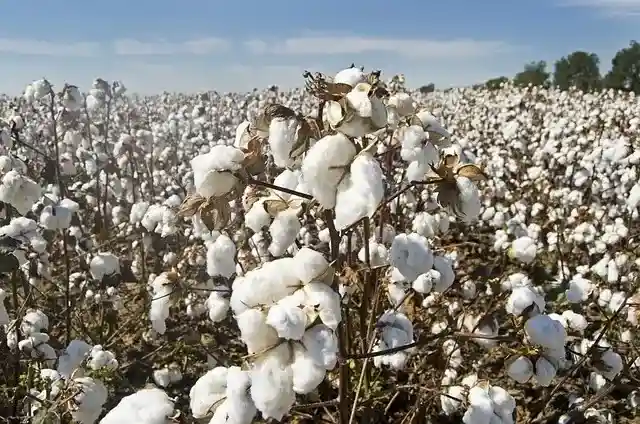 Cotton Prices