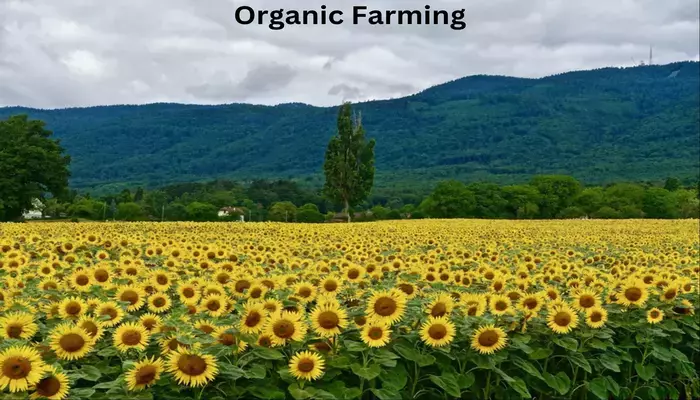 Organic_Farming