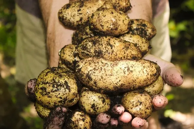 Potato Farming