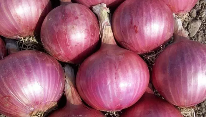 onion_market