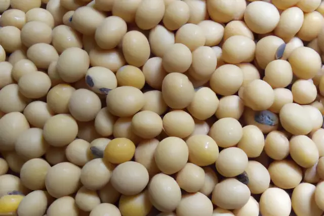 Soybean Market Update