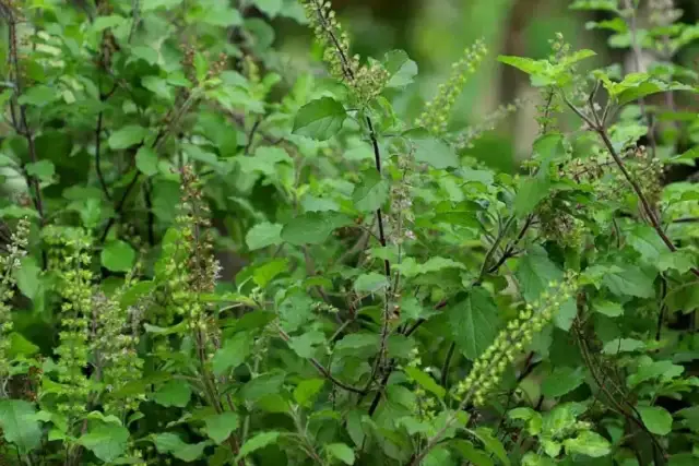 tulsi